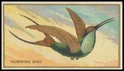 19 Humming Bird